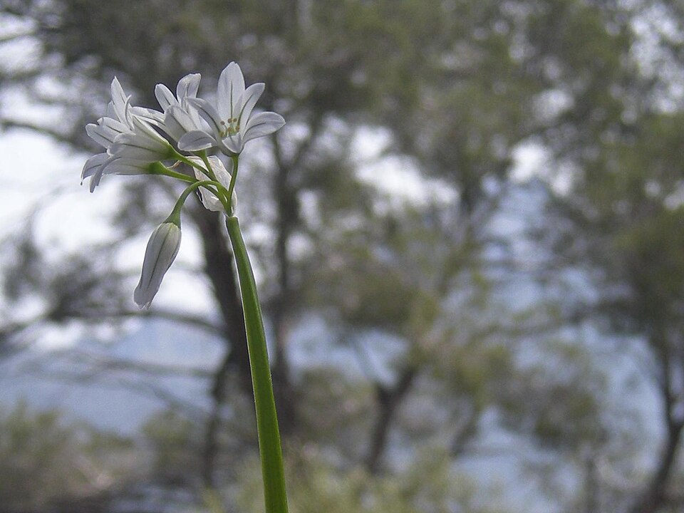 Allium triquetrum (Three-cornered garlic)