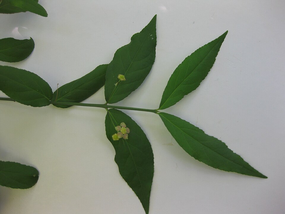 Euonymus americanus (strawberry bush)