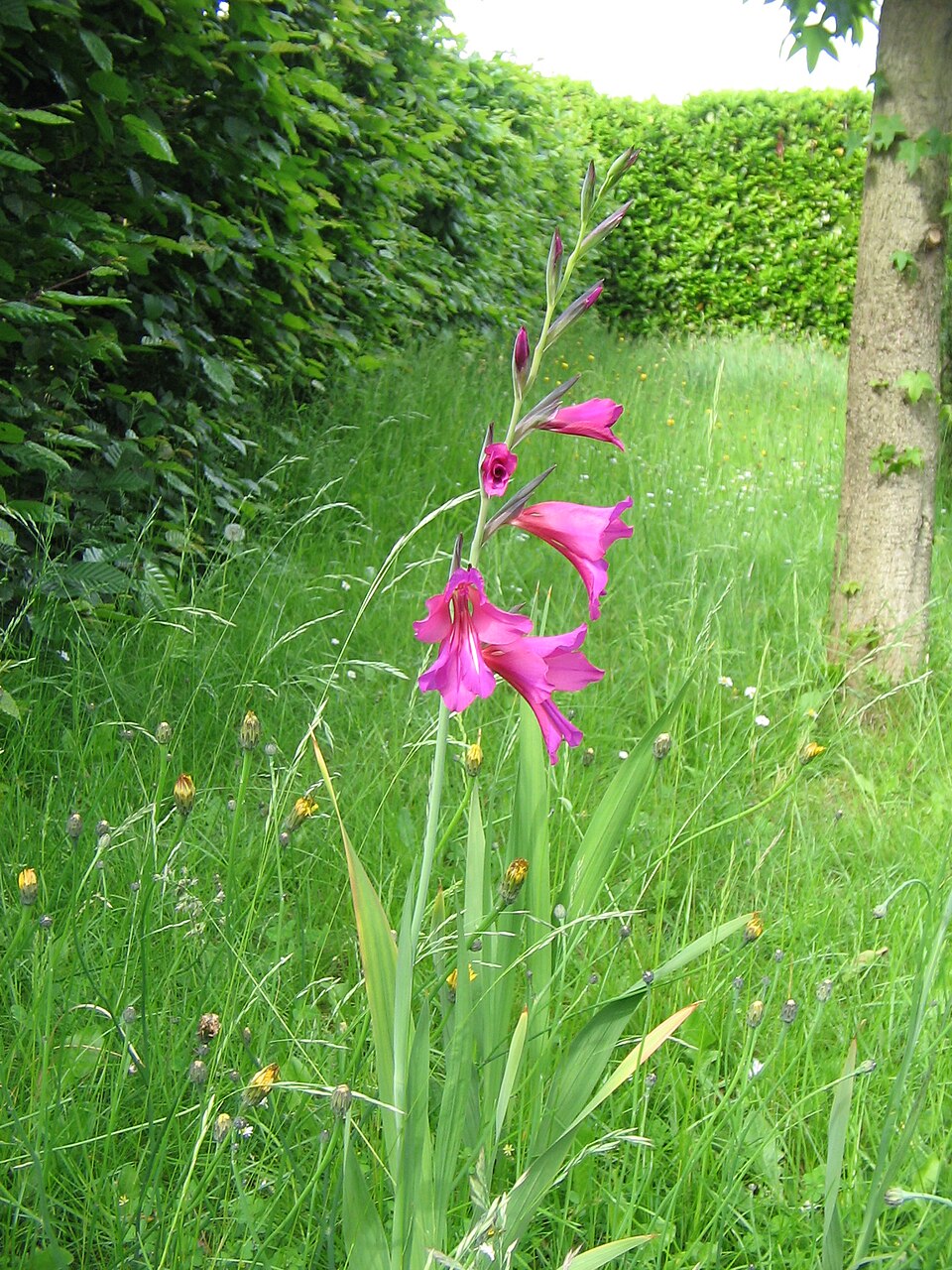 Gladiolus communis ssp. byzantinus (Eastern Gladiolus) (alternate view 9)