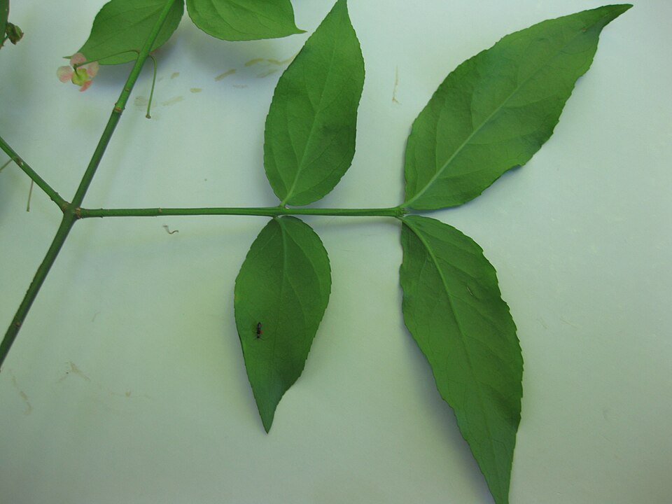 Euonymus americanus (strawberry bush)