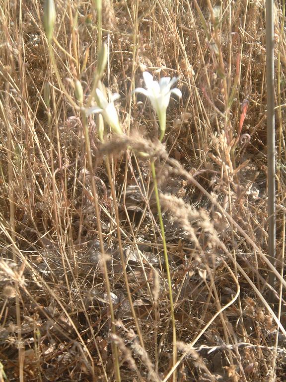Brodiaea elegans (Harvest Brodiaea) (alternate view 6)