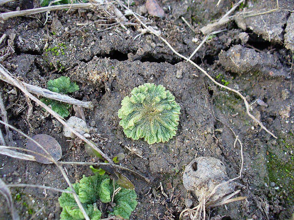 Riccia (Crystalworts)