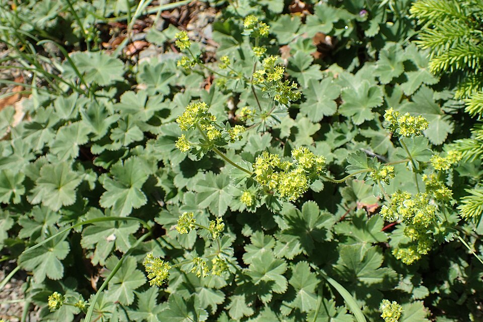 Alchemilla erythropoda (alternate view 8)