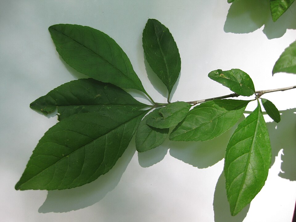 Ilex decidua (possumhaw) (alternate view 2)