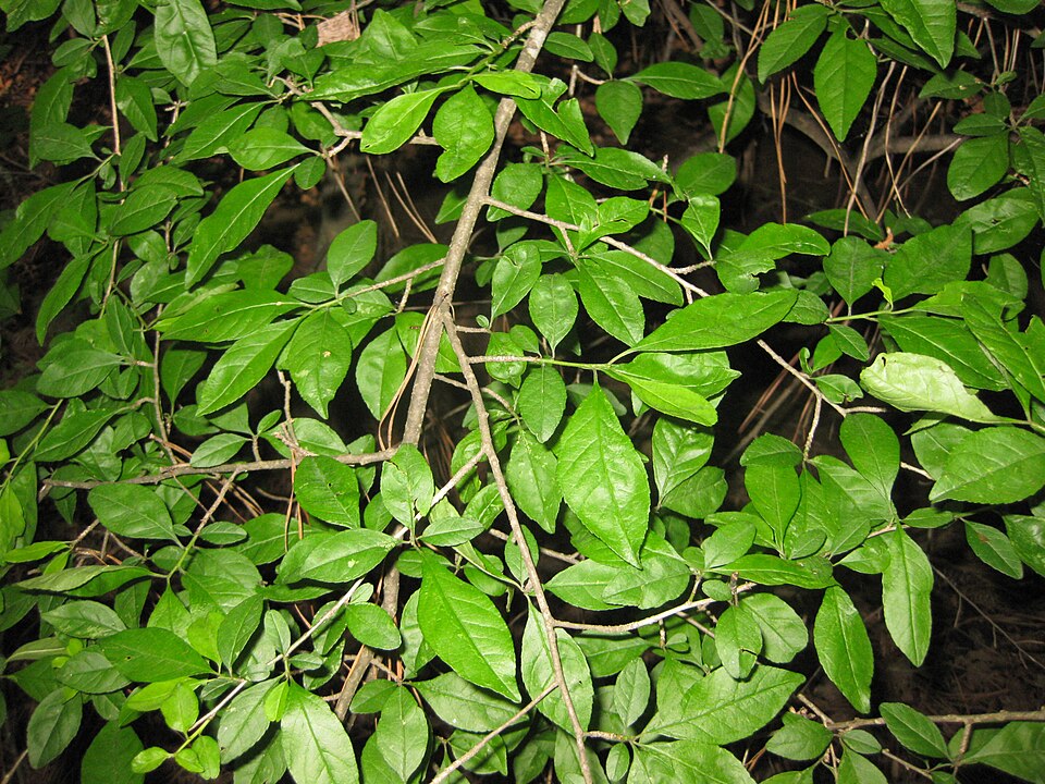 Ilex decidua (possumhaw) (alternate view 3)