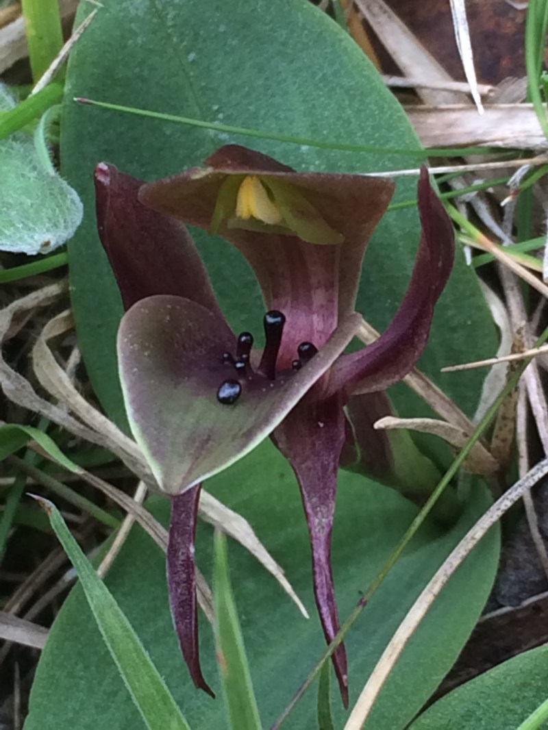 Chiloglottis valida (large bird-orchid) (alternate view 5)