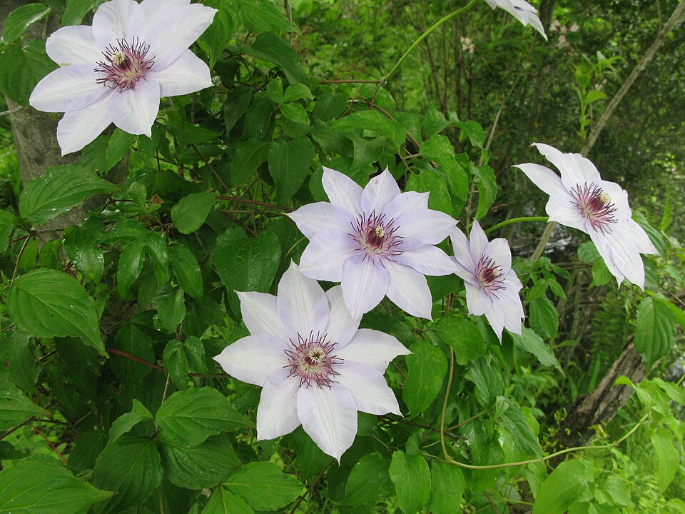 Clematis patens (spreading clematis) (alternate view 6)