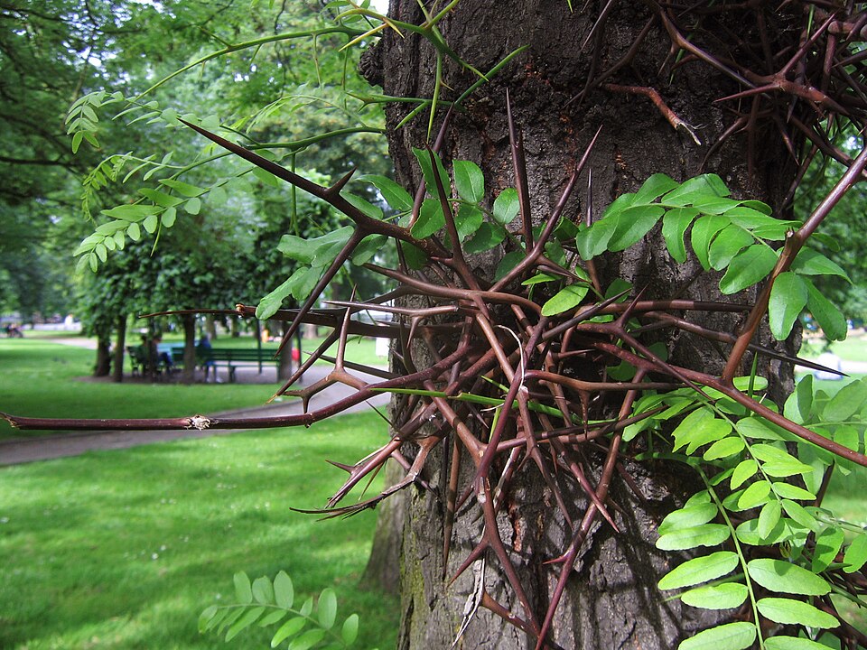 Gleditsia triacanthos (honey locust) (alternate view 6)