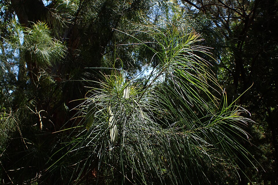 Acacia mucronata (Variable sallow wattle) (alternate view 8)