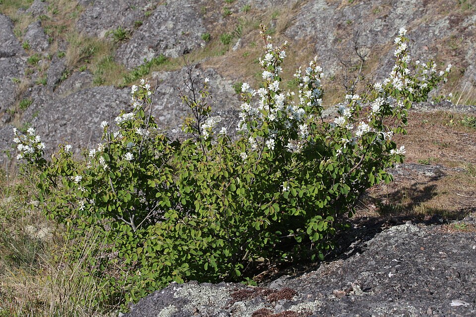 Amelanchier alnifolia (serviceberry) (alternate view 6)