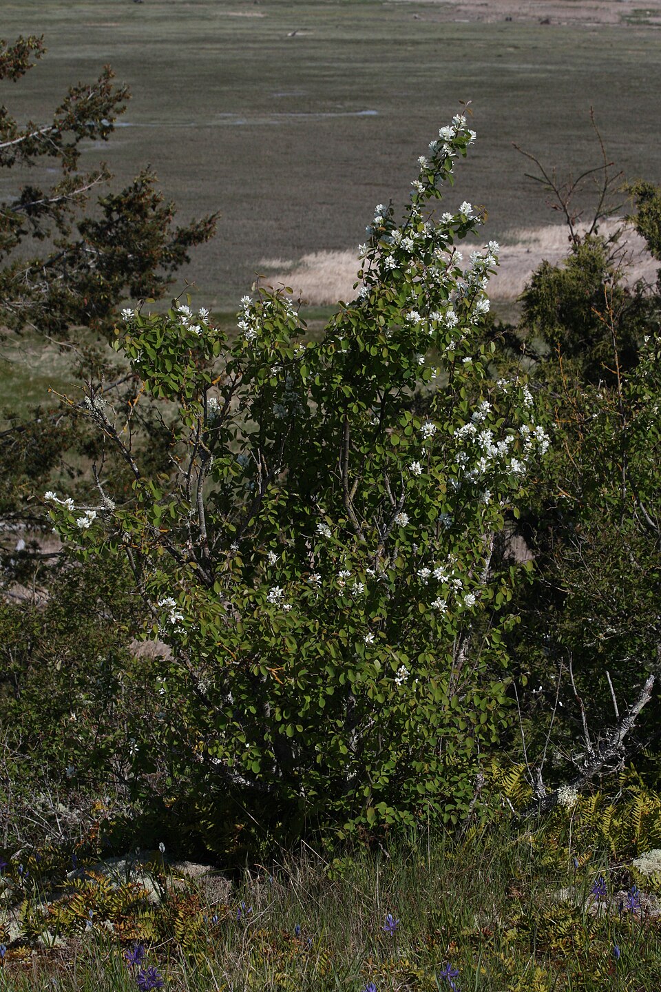 Amelanchier alnifolia (serviceberry) (alternate view 7)