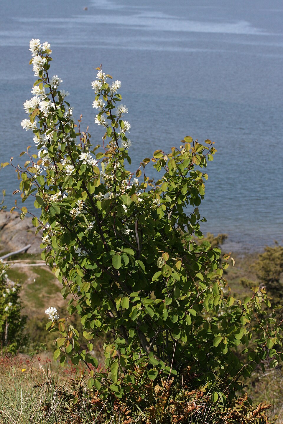Amelanchier alnifolia (serviceberry) (alternate view 8)