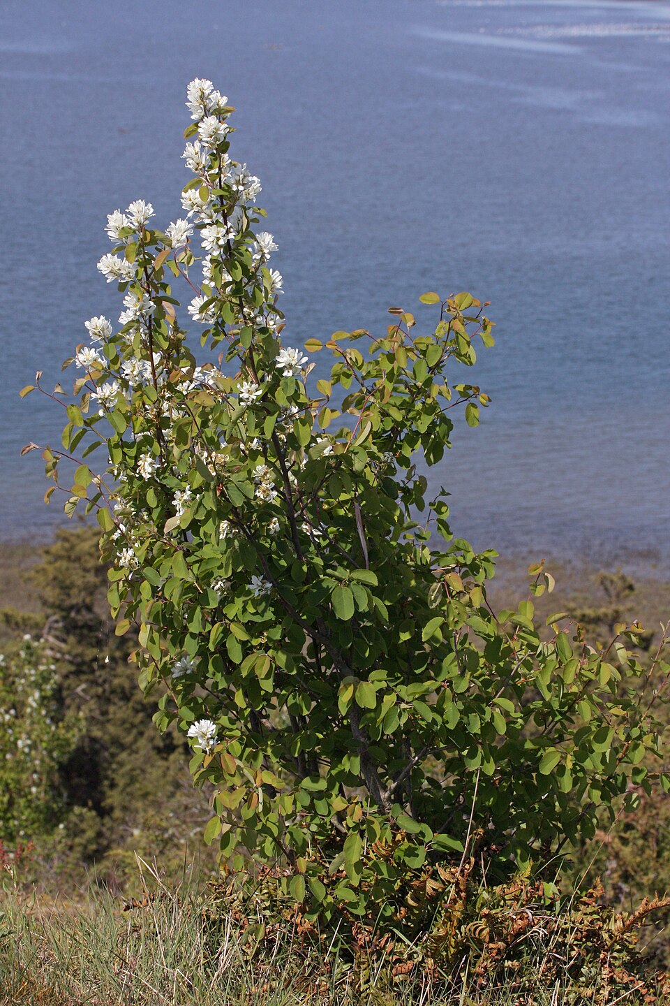 Amelanchier alnifolia (serviceberry) (alternate view 9)