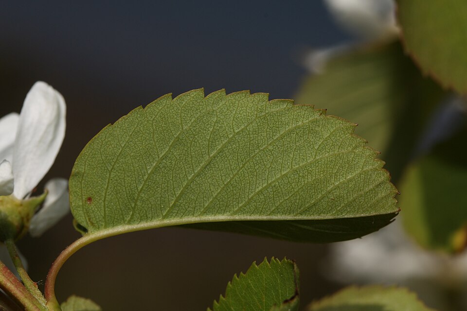 Amelanchier alnifolia (serviceberry) (alternate view 10)