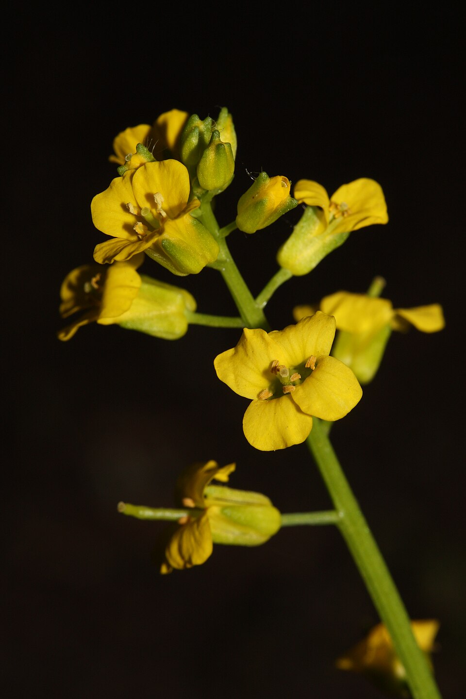 Barbarea orthoceras (American yellowrocket) (alternate view 2)