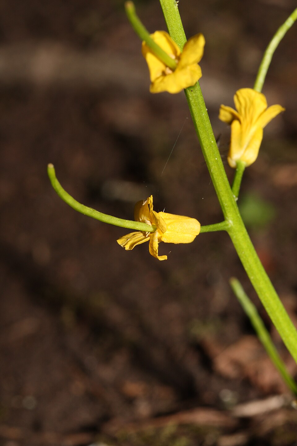 Barbarea orthoceras (American yellowrocket) (alternate view 3)