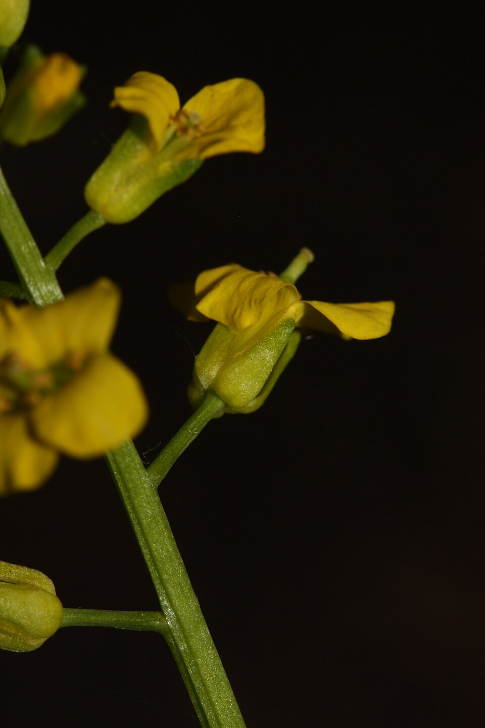 Barbarea orthoceras (American yellowrocket) (alternate view 4)