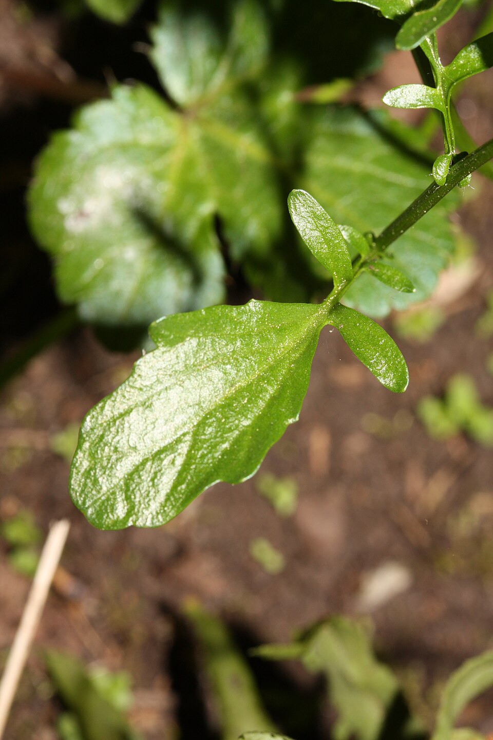 Barbarea orthoceras (American yellowrocket) (alternate view 5)