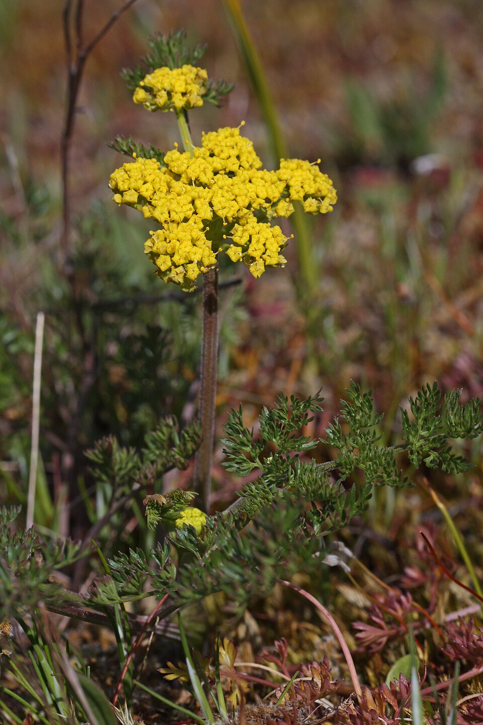Lomatium utriculatum (Spring Gold Biscuitroot) (alternate view 8)