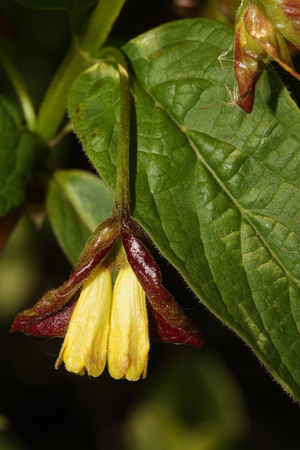 Lonicera involucrata (twinberry honeysuckle) (alternate view 6)