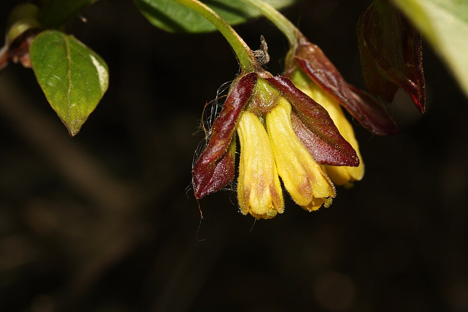 Lonicera involucrata (twinberry honeysuckle) (alternate view 7)