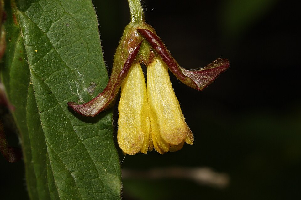 Lonicera involucrata (twinberry honeysuckle) (alternate view 8)