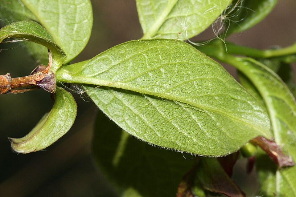 Lonicera involucrata (twinberry honeysuckle) (alternate view 9)