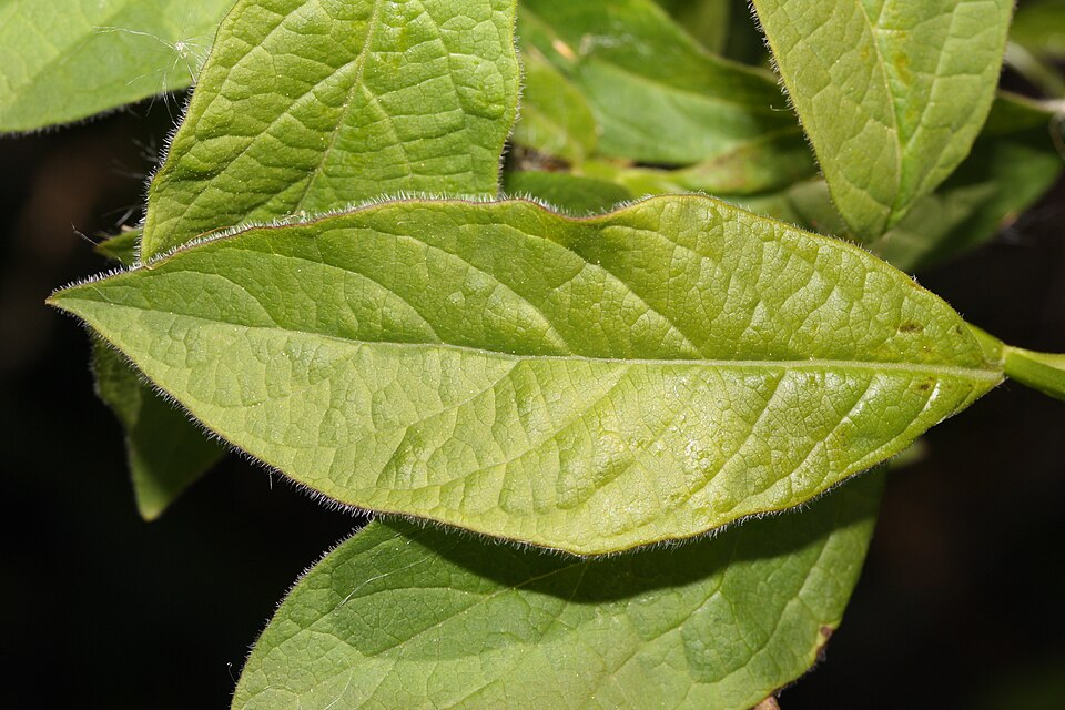 Lonicera involucrata (twinberry honeysuckle) (alternate view 10)