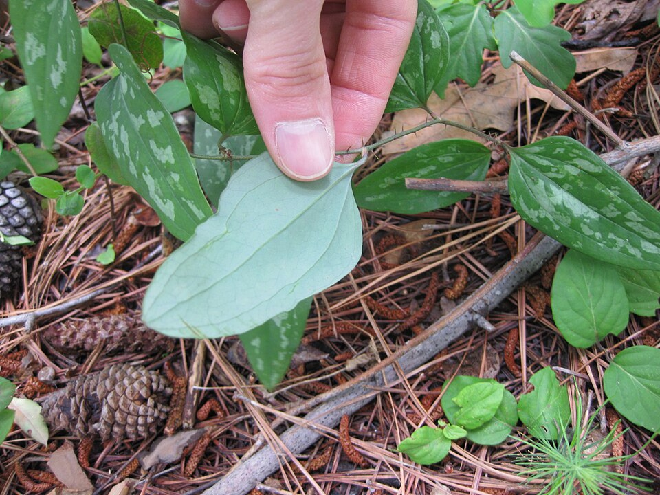 Smilax glauca (sawbrier) (alternate view 6)