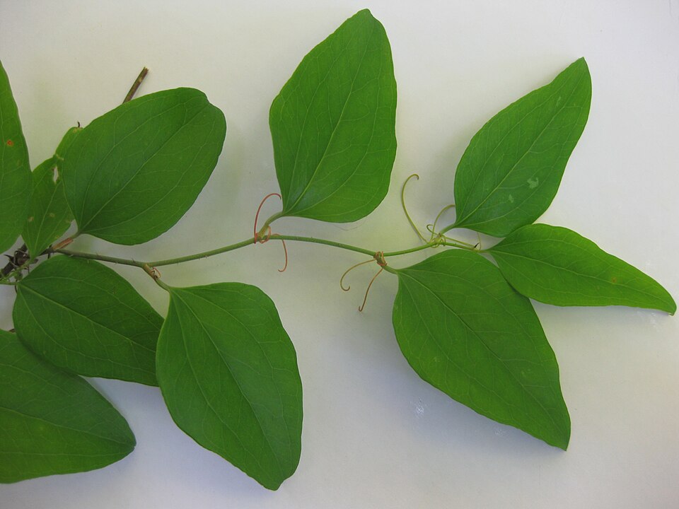 Smilax glauca (sawbrier) (alternate view 7)