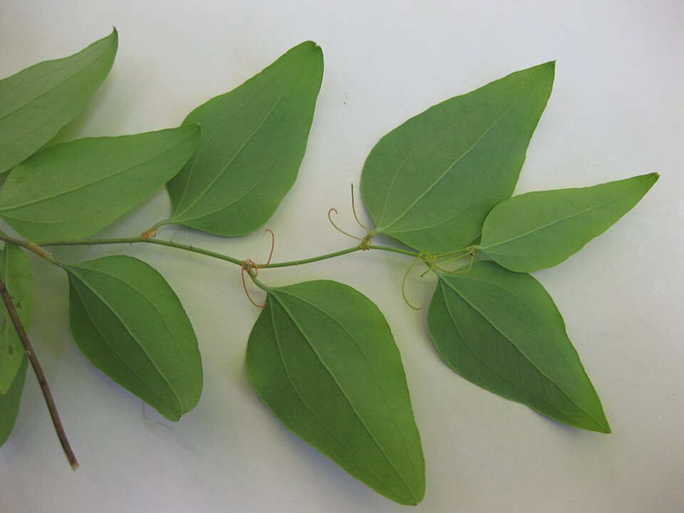 Smilax glauca (sawbrier) (alternate view 8)