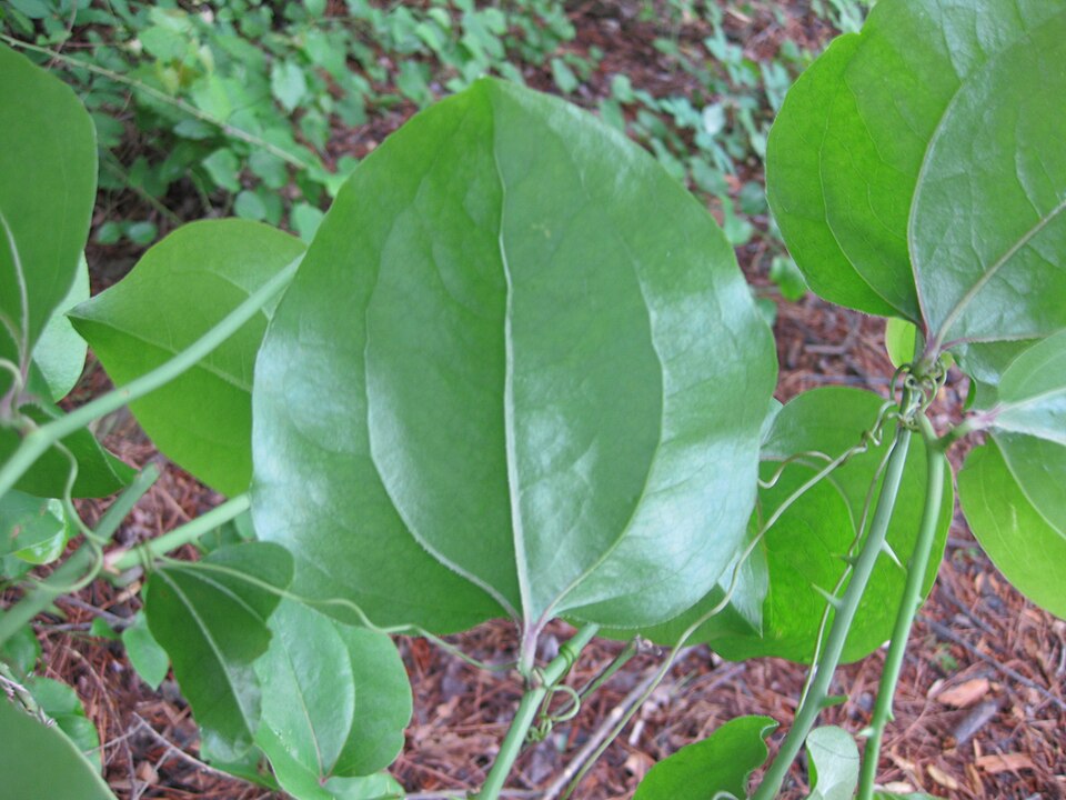 Smilax rotundifolia (roundleaf greenbrier)