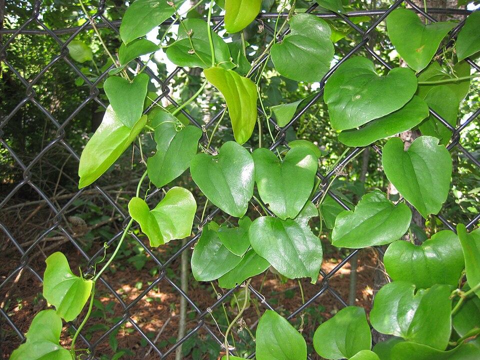 Smilax rotundifolia (roundleaf greenbrier)