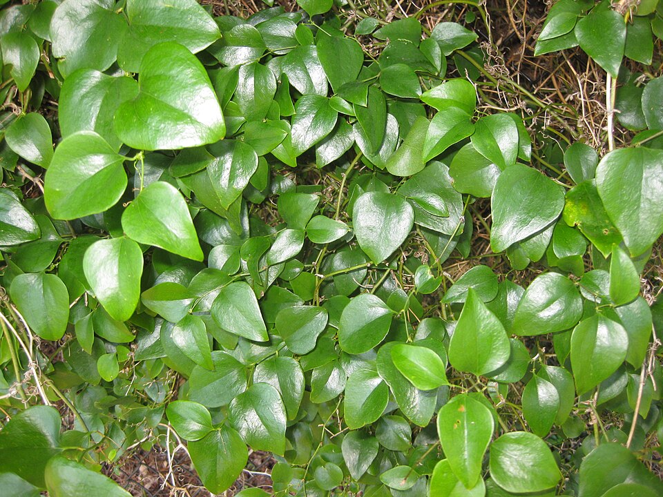 Smilax rotundifolia (roundleaf greenbrier)