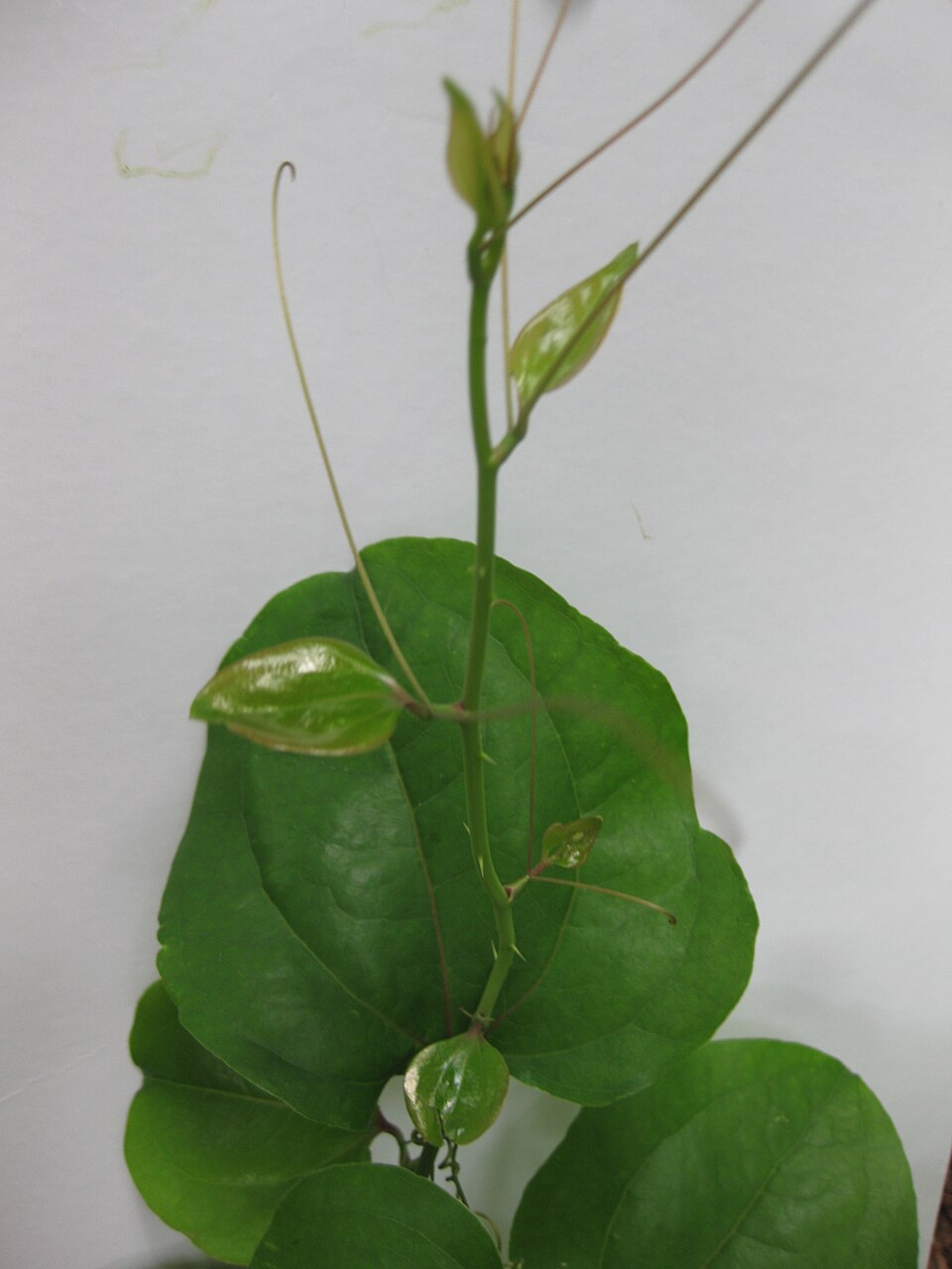 Smilax rotundifolia (roundleaf greenbrier)