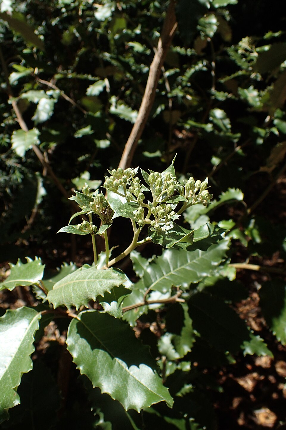 Olearia argophylla (musk daisy-bush) (alternate view 8)