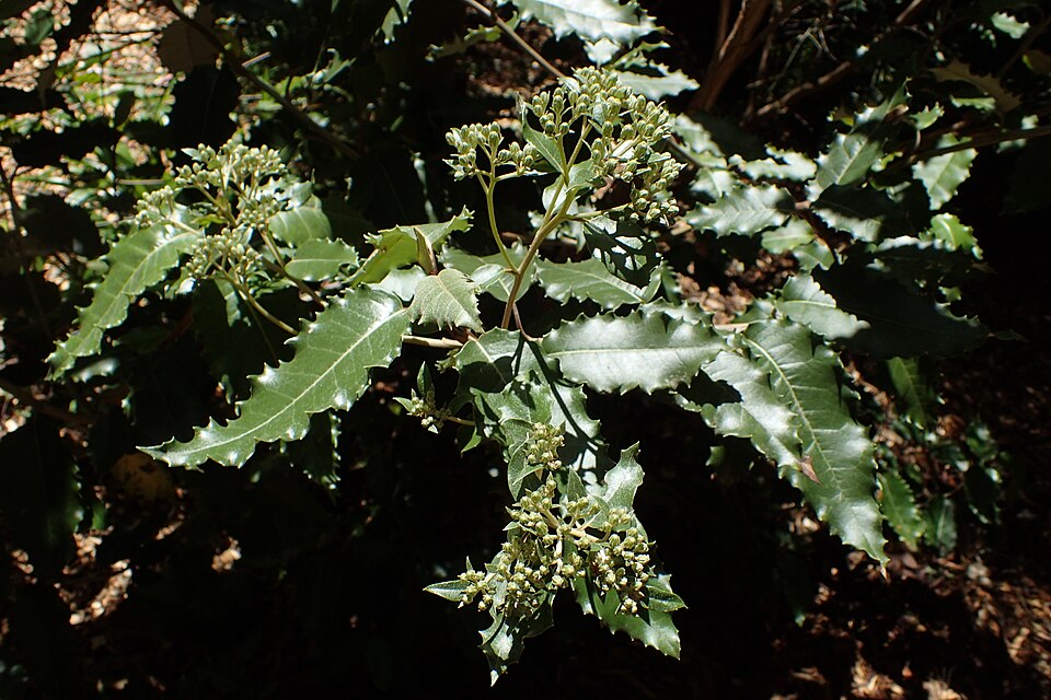 Olearia argophylla (musk daisy-bush) (alternate view 9)