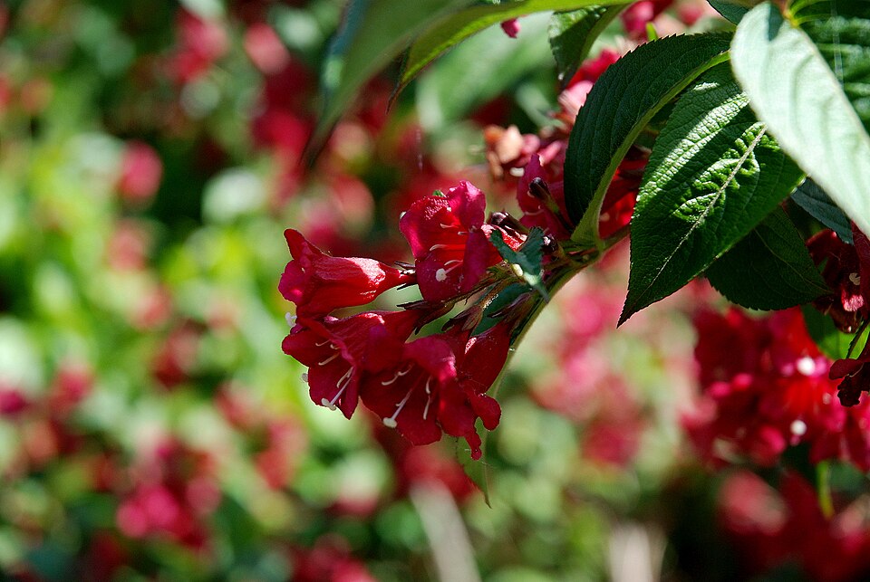 Weigela florida (weigela) (alternate view 6)