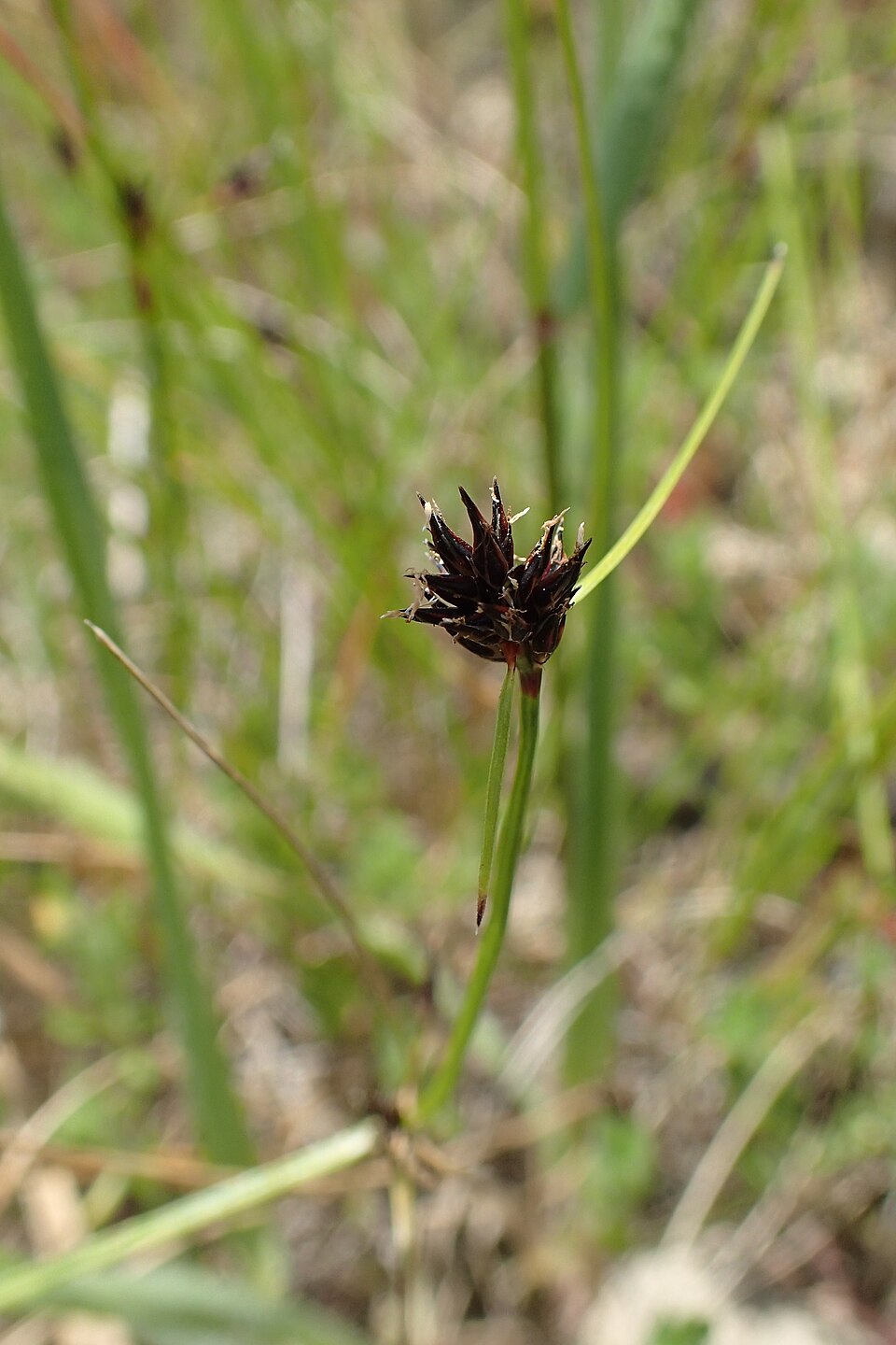 Schoenus apogon (common bog-rush) (alternate view 7)
