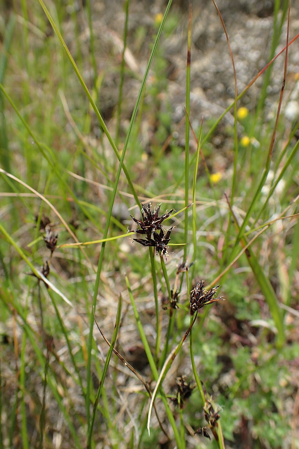 Schoenus apogon (common bog-rush) (alternate view 8)
