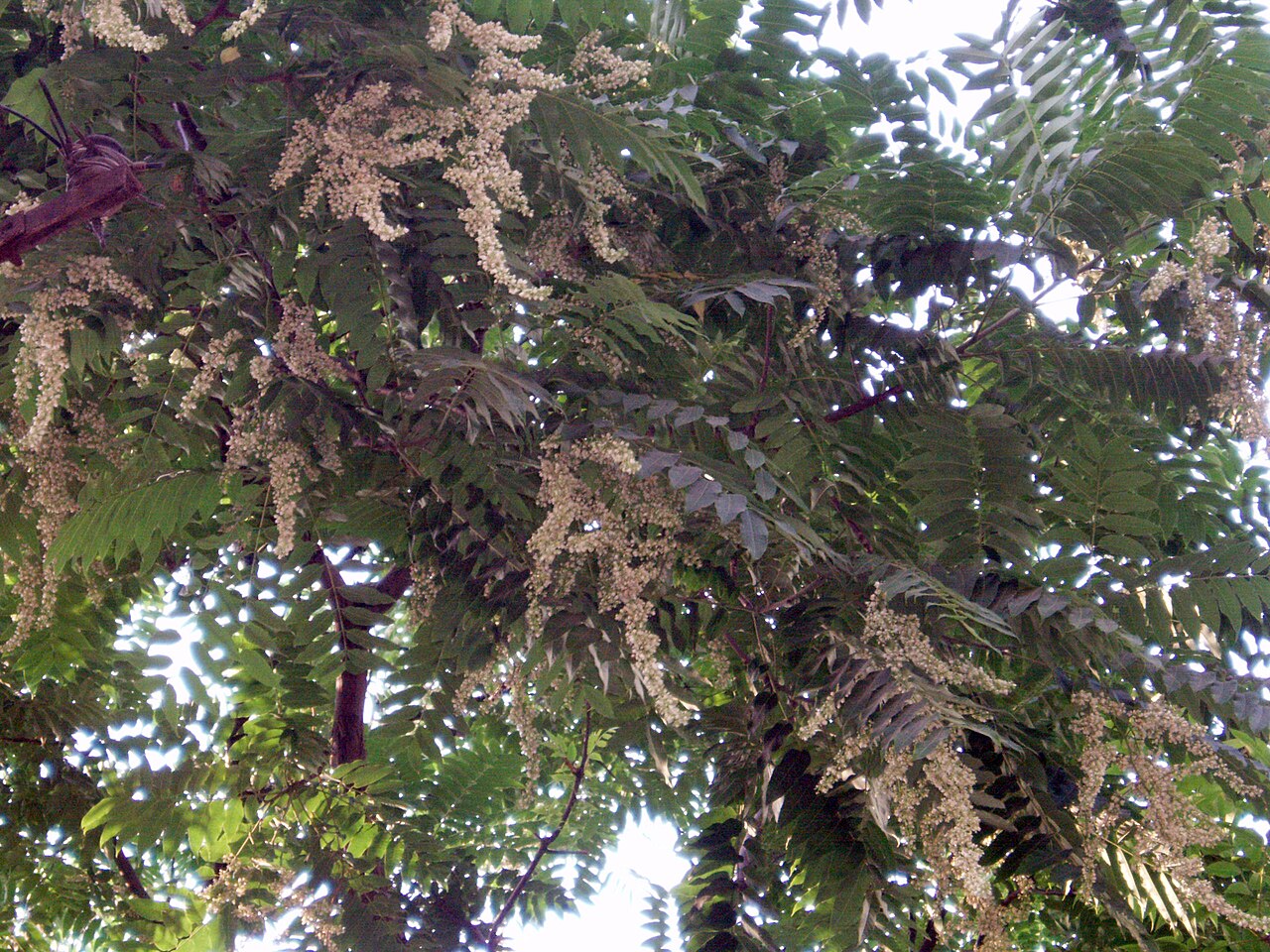 Toona sinensis, Chinese toon — upright deciduous (Meliaceae) (image 5 of 10)