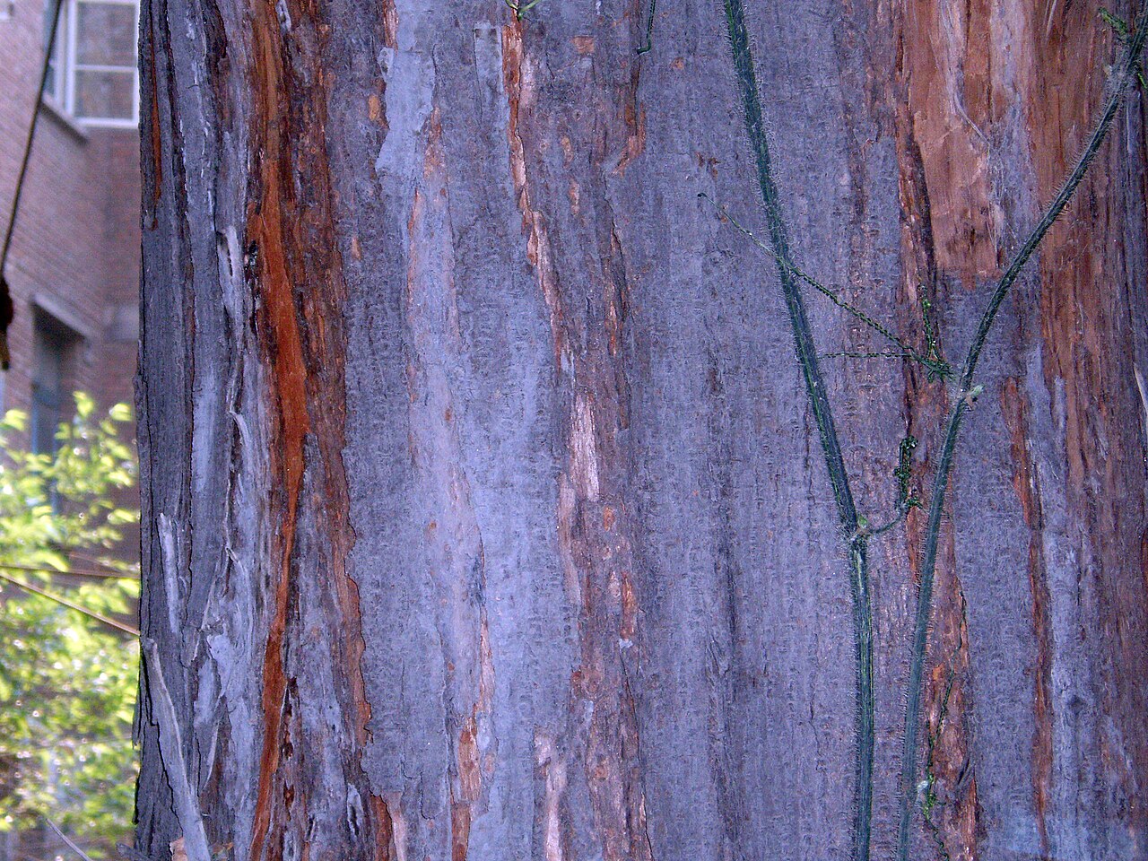 Toona sinensis, Chinese toon — upright deciduous (Meliaceae) (image 6 of 10)