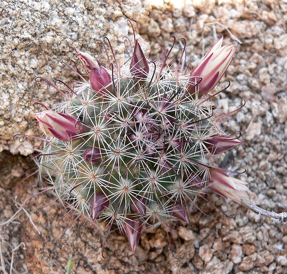 Cochemiea dioica (Peninsular fishhook cactus) (alternate view 8)