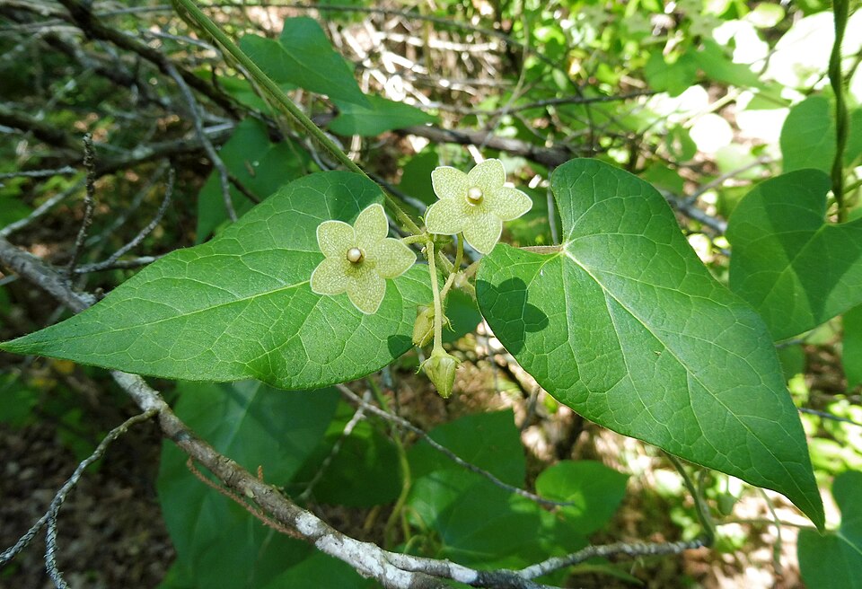 Matelea reticulata (Pearl Milkweed) (alternate view 6)