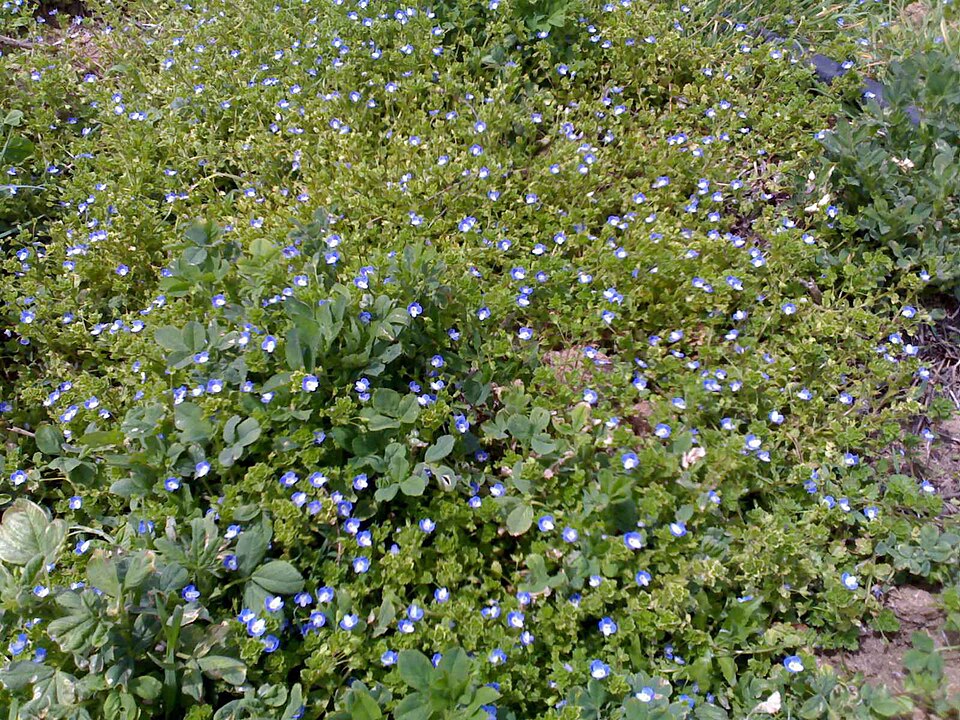 Brunnera (alternate view 5)