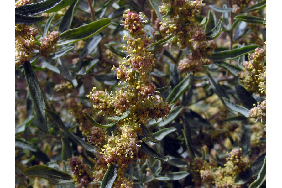Atriplex canescens (Fourwing Saltbush) (alternate view 2)