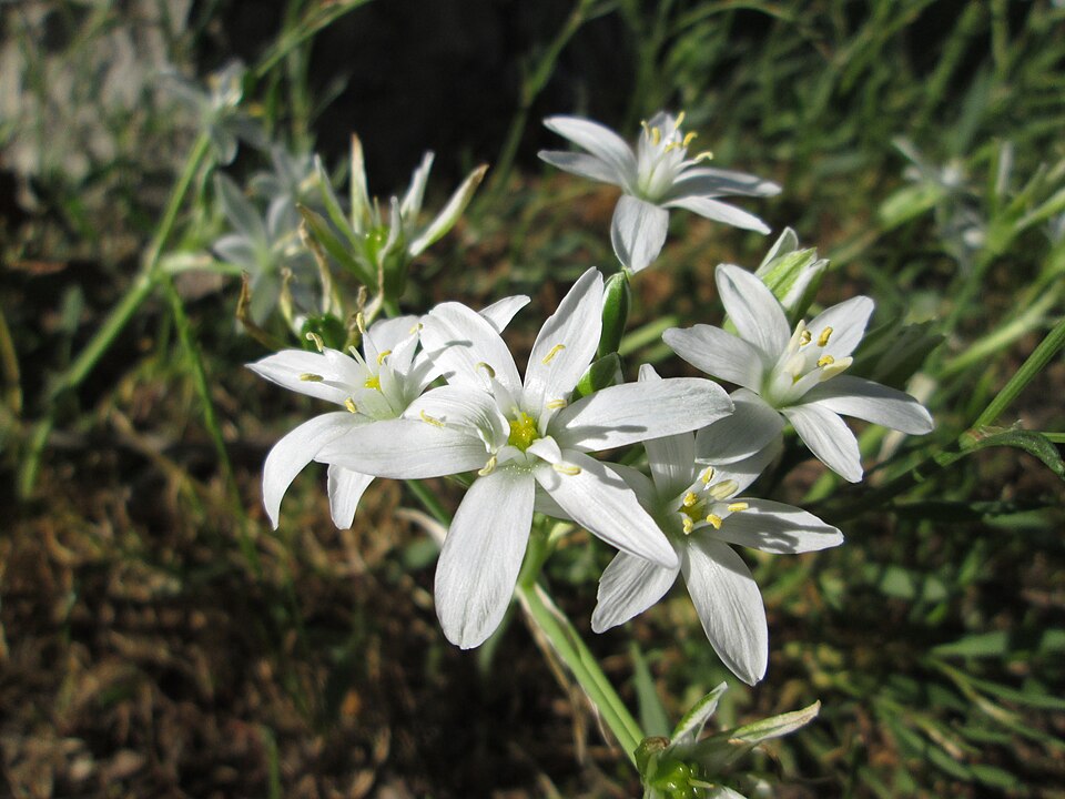 Ornithogalum umbellatum (common star-of-Bethlehem)