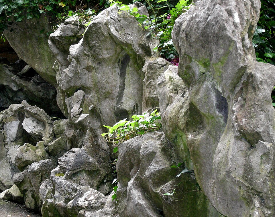 Hedera helix (English Ivy) (alternate view 11)