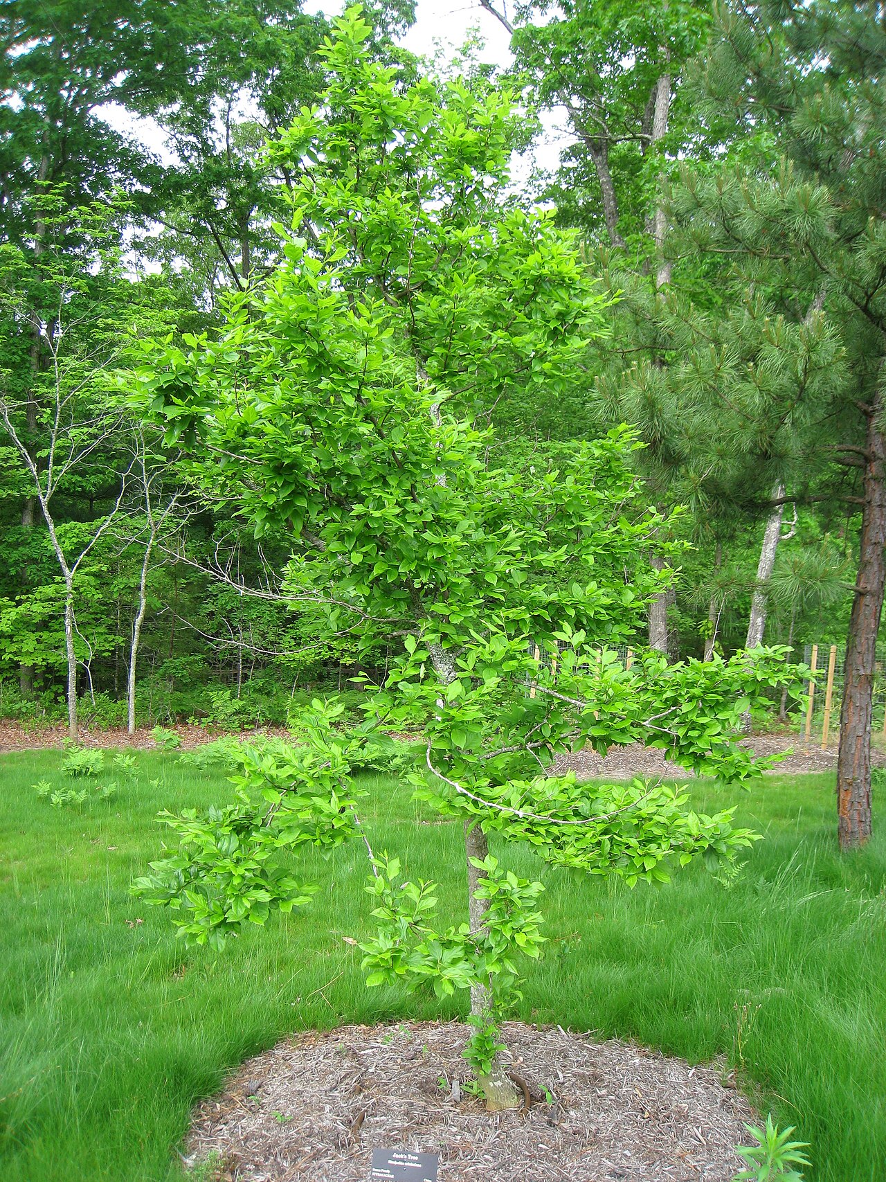 Sinojackia (Chinese Jacktree)