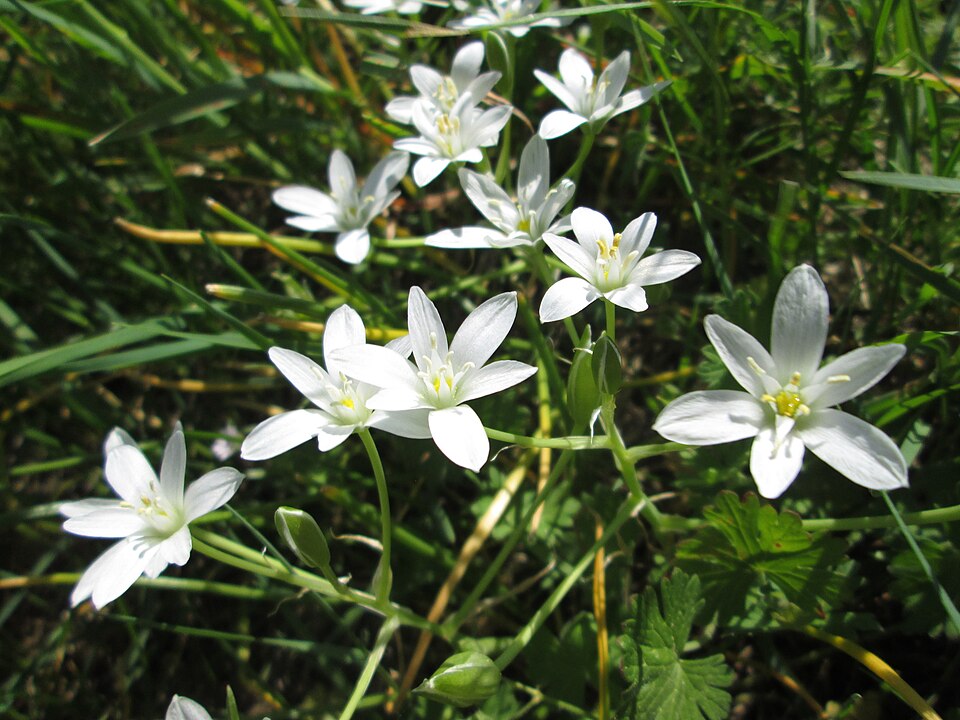 Ornithogalum umbellatum (common star-of-Bethlehem)